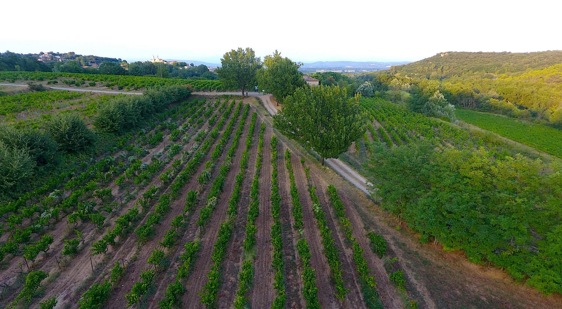 Photo n°2 du vignoble de Jape-loup