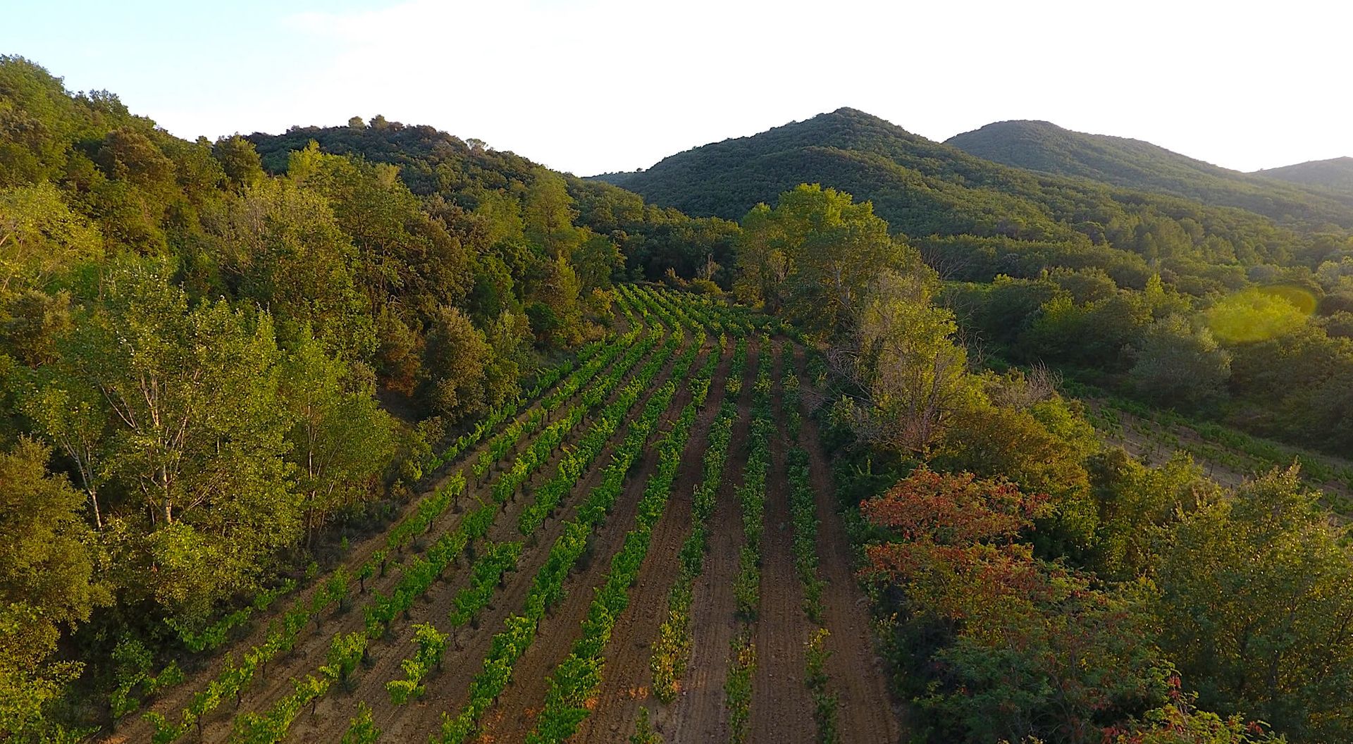 Photo n°4 du vignoble de Jape-loup