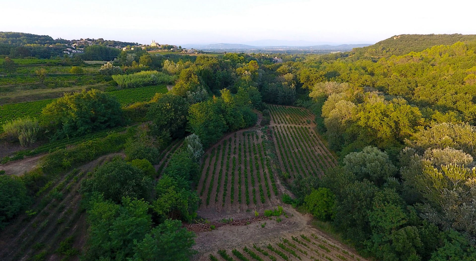 Photo n°3 du vignoble de Jape-loup