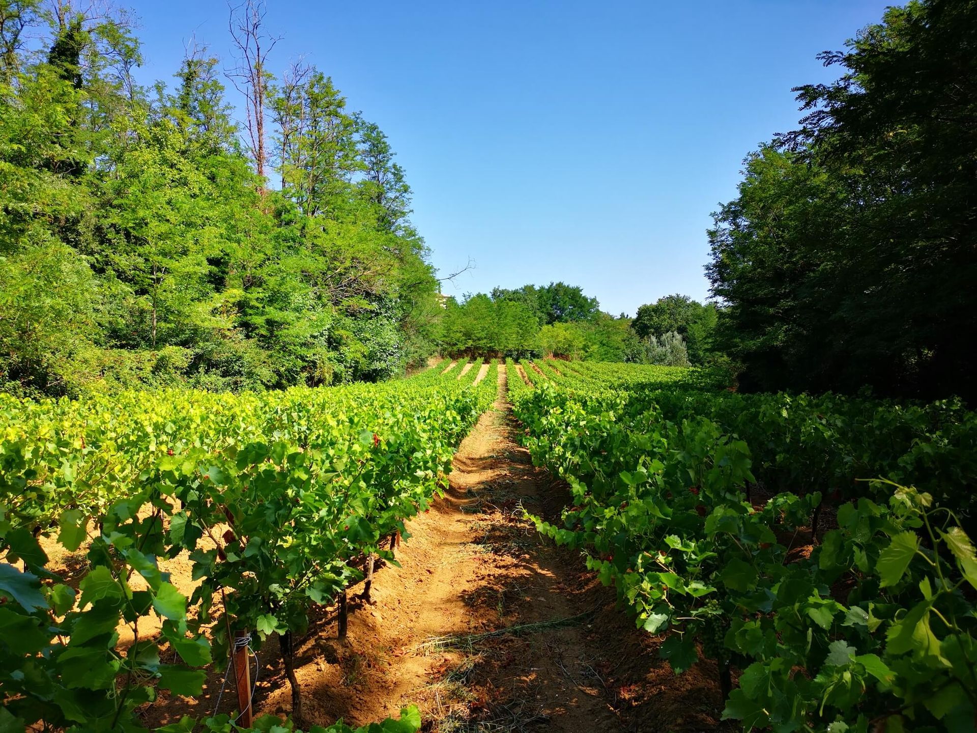 Photo des vignes du domaine de Jape-loup