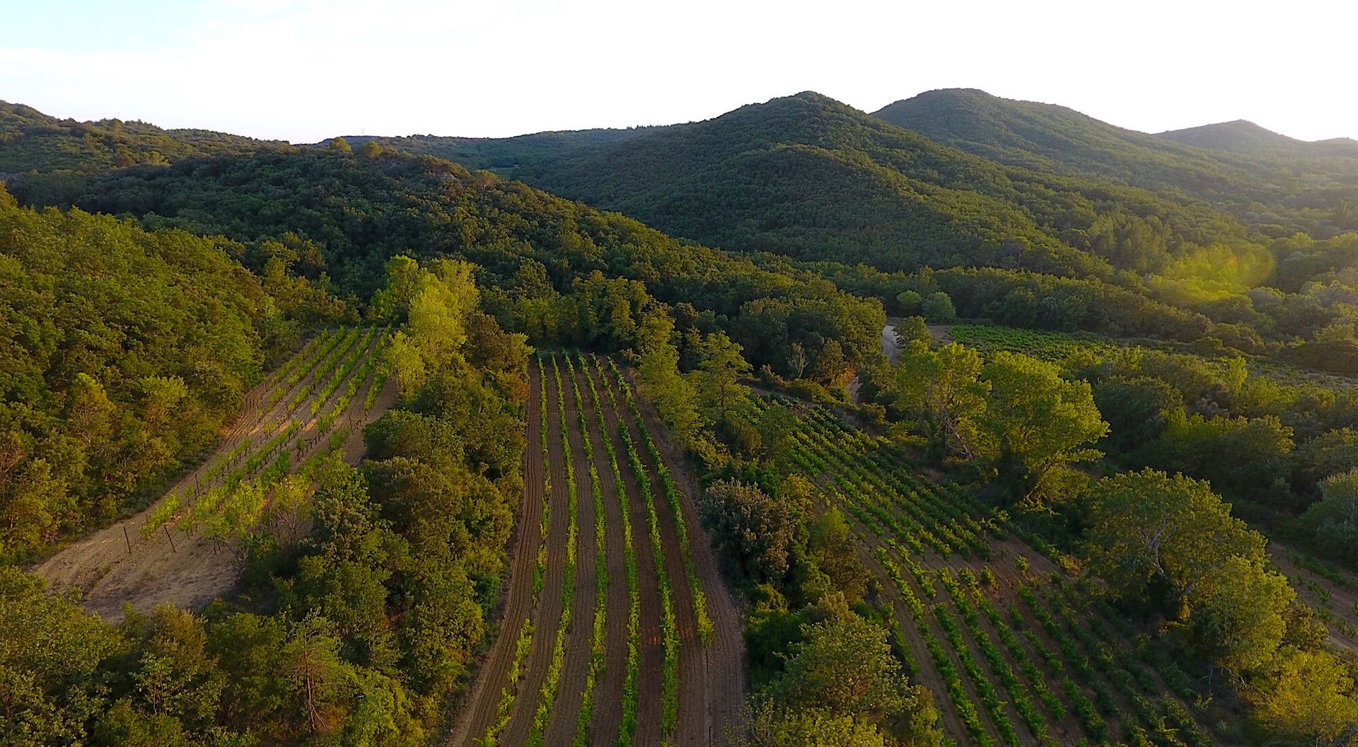 Photo n°5 du vignoble de Jape-loup