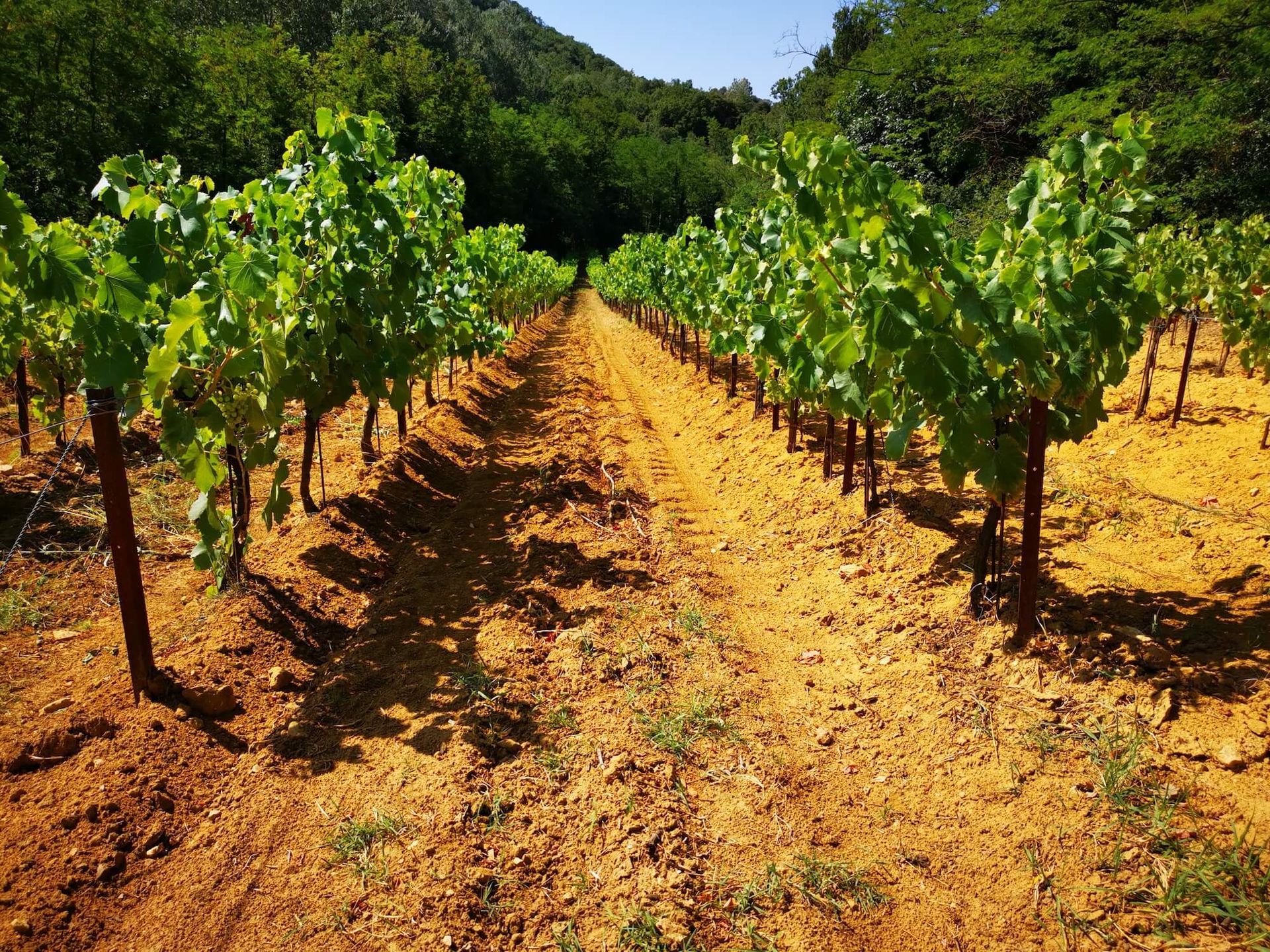 Photo des vignes de la page des vins